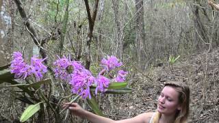 Cattleya maxima insitu Deutsch [upl. by Golden]