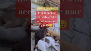 6bache mese 3bache h😰 phle ki video h viralvideo puppies yt youtubealternative bestvideo [upl. by Alansen]