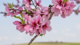 Mandelblüte in der Pfalz [upl. by Garv]