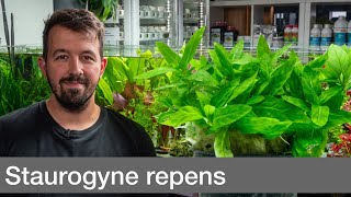 Staurogyne repens  Liquid Nature Pflanzenvorstellung [upl. by Brine]