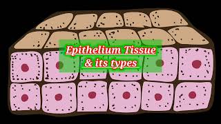 Ciliated Epithelium under Microscopecolumnar cell lab cls histology anatomy epithelialtissue [upl. by Llehcram844]