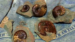 Ammonite Graphoceras limestone jurassic fossil preparation time laps [upl. by Sean899]