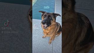 hello German Shepherd GSD 👋❤️🐶new shorts ytshorts viral viralshorts [upl. by Desai]