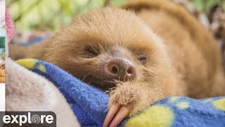 Sloth TV powered by EXPLOREorg [upl. by Iolande90]