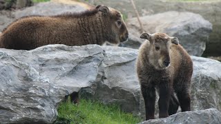 Takin doré bébes  Gouden takin kalfjes  Golden Taking Calves  Pairi Daiza 2019 [upl. by Nnyled]