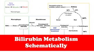 Gastrointestinal Bilirubin Metabolism Quick Review [upl. by Assitruc]