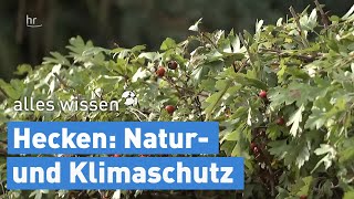 Hecken und Klimaschutz  alles wissen [upl. by Mcloughlin]