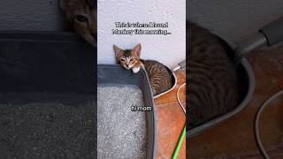 Kitten has new favorite spot cats voiceover [upl. by Callida178]