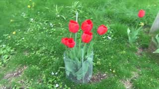 Roxbury Russet Apple Tree First Time Flowering and garden update [upl. by Venice]