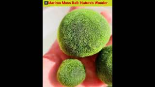 Marimo Moss Ball Nature’s Velvet Wonder for Your Aquarium [upl. by Eeslehc]