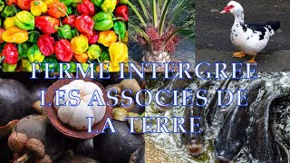 Ferme intégrée les associés de la terre  les arbres fruitiers  pisciculture en cours [upl. by Ollehcram]