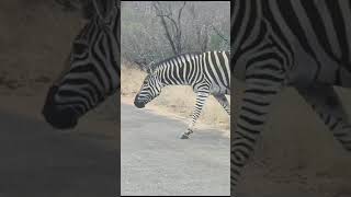 wildlifekrugernationalparkzebras 🦓 running crossing the roadshortsvideosouthafrica [upl. by Alexis933]