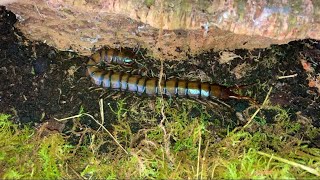 Giant African Centipede  Ethmostigmus Trigonopodus Niger  Rehousing Into A Acrylic Enclosure [upl. by Assille108]