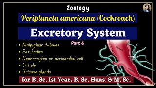 Periplaneta americana cockroach  Excretory System  Part 6  Zoology  B Sc Ist Year [upl. by Concepcion]