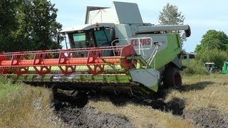 Lettland Dreschen am Limit  Lexion 560 mit 1050er Reifen uncut [upl. by Akemrehs434]