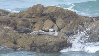 Seals at Pescadero California [upl. by Nerol]