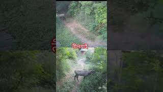 নীলগাই দেখলাম অনেক দিন পর। nilgai youtubeshorts cholonahariye [upl. by Mellitz]