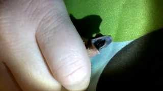 Deformed Baby Crested Gecko Mouth Open [upl. by Enneillij]