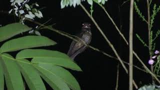 Bonapartes Nightjar Caprimulgus concretus Way Kambas Sumatra Indonesia 30 July 2024 [upl. by Fernanda]