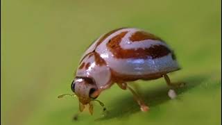 Grooming activity of Ladybird beetle Anegleis sp from Yeoor Sanjay Gandhi National Park SGNP [upl. by Aicala]