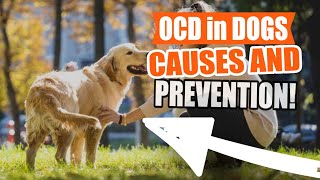 OCD In DOGS Osteochondritis dissecans🐶👇 [upl. by Euqinimod]