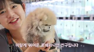 세상에서 제일 귀여운 강아지  Pomeranian Sable color [upl. by Inavoig]