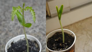 Gulmohar aka Flame Tree Timelapse  Seed to Young Tree  Day 0 to Day 12  Dubai Garden Adventure [upl. by Nnylear]