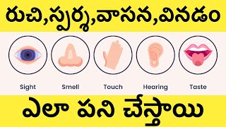 How Human 5 Senses Works Explained In Telugu [upl. by Christie]