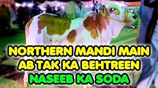 Naseeb Ka Soda at Northern Bypass Cow Mandi  Cattle Market Karachi [upl. by Marla515]