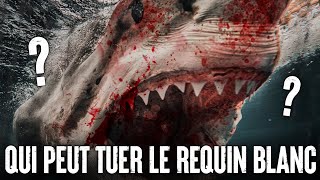 5 Animaux Qui Pourraient Vaincre Un GRAND REQUIN BLANC [upl. by Circosta]