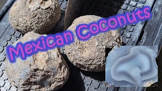 Cutting Open Las Choyas quotMexican Coconutquot Nodules [upl. by Cardinal]