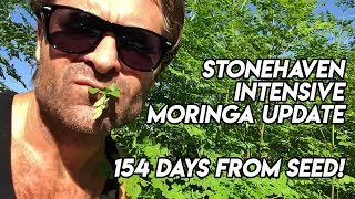 154 days from seed  Intensive Moringa Update  Ep227 [upl. by Orabel567]