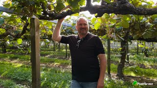 Take a Tour of a Kiwi Orchard with Dave Tanner [upl. by Eiknarf]