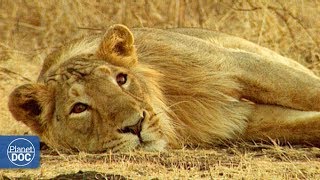 Full Documentary  Gir Last shelter of the Asian lion [upl. by Diley]