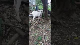 Goats eating pouteria lucuma leaves goatfarming goatlovers goatlife provincelife happylife [upl. by Joliet]