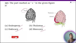 The part marked as ‘x’ in the given figure is 1 Endosperm 2 Thalamus 3 Endocarp 4 Mesocarp [upl. by Coryden]