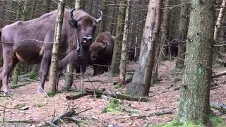 GERICHT WisentHerde im Rothaargebirge stellt BGH vor schwierige Fragen [upl. by Hinch]