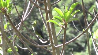 Longtailed SilkyFlycatcher [upl. by Darnoc385]