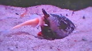 Nightmarish Sea Snail Swallows Whole Fish  Conus Feeding Monster [upl. by Lyris]