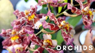 Wilsonara Eye Candy Pinkie Orchid  A Lovely Display 💐 [upl. by Nirtak]