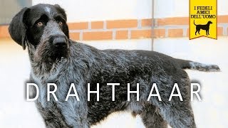 DRAHTHAAR trailer documentario [upl. by Lubet]