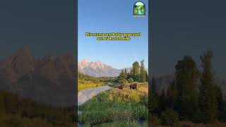 The most amazing experience wildlife grandtetonnationalpark grandtetons wildlife [upl. by Innoc]