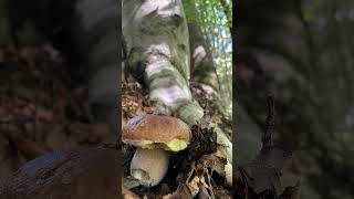 🍄20241810 FUNGHI PORCINI NEI FAGGI  FUNGIAT’ PER PASSIONE 🌳🍄 [upl. by Derfliw]