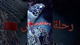 رحلة الغوص من أعماق البحار مغربيفيالغربة shark بحر ocean fish underwater travel ma 🇲🇦 [upl. by Reerg]