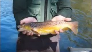 How and Why Sterile Trout are Stocked in NC Becoming a Fish Biologist [upl. by Coffee393]