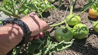 Mid June Square Foot Garden Update [upl. by Acirne52]