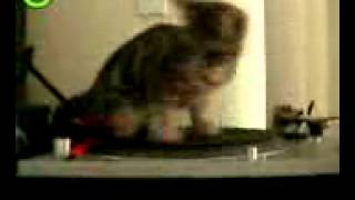 Cat On Record Player [upl. by Jennings]