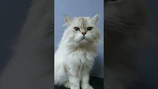 PERSIAN CAT ALPHONSUS [upl. by Ieppet]