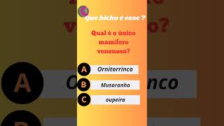 quotConheça o fascinante ornitorrinco um dos animais mais únicos do mundo [upl. by Kciredorb]