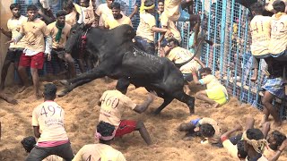 Kirungakottai Jallikattu 2022 Best Maatu Videos  கிருங்காகோட்டை ஜல்லிக்கட்டு 2022 Videos [upl. by Cowan50]